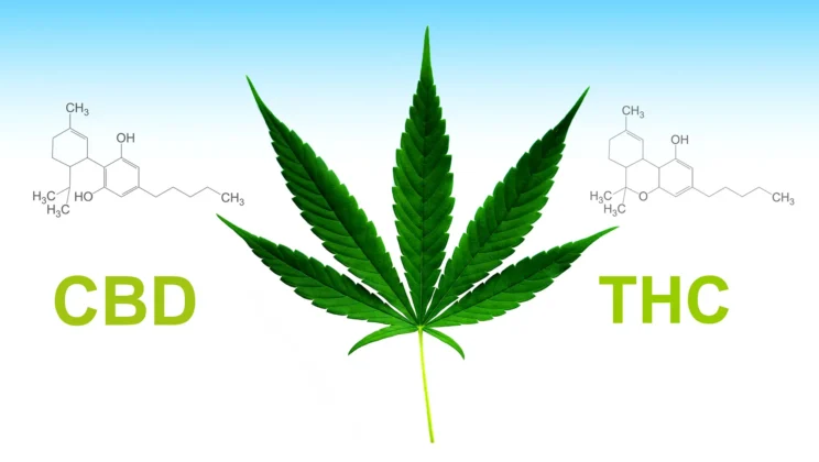Why Most Cannabis Brands Struggle with Organic Traffic (And How to Fix It)