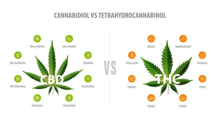 5 On-Page Tweaks That Can Skyrocket Your CBD Site’s Visibility