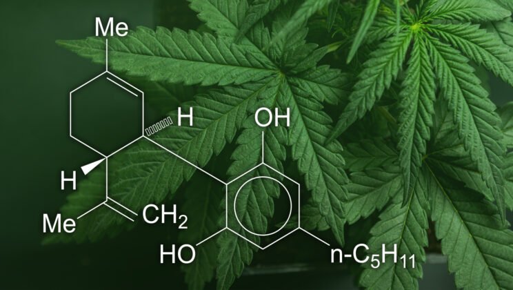 How CBD Brands Can Dominate Google Rankings Without Paid Ads