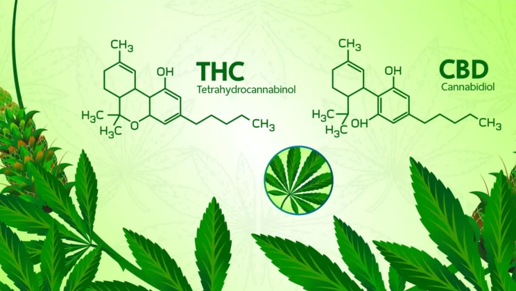 How to Build a Search Presence for Emerging CBD Startups